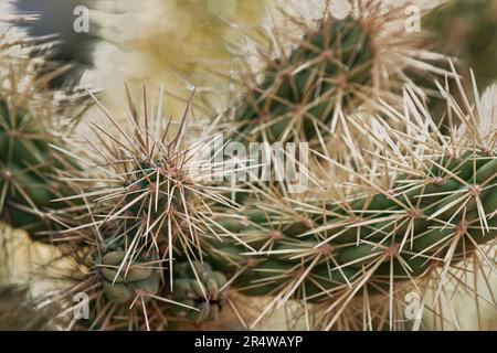 Les épines d'un Cholla Cactus d'ours en peluche semblent menaçantes, parc national de Saguaro, unité de l'est, comté de Pima, Arizona Banque D'Images