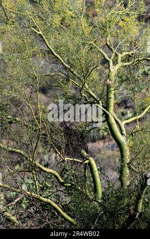 Un arbre jaune Palo Verde est une plante commune du désert de Sonoran montrée ici au printemps avec un nid dans, le parc national de Saguaro, l'unité est, le comté de Pima, Ariz Banque D'Images