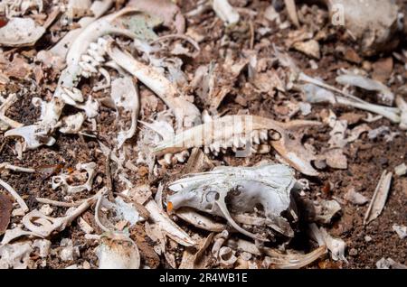 Owl Pellet Boneyard sur le plancher de la vieille salle Topaz. Banque D'Images