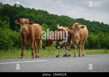 Troupeau sur la route dans le village russe dans les montagnes. Concept de l'industrie agricole. Trois vaches marron et rouge restent sur la route en été. Vue grand angle avant Banque D'Images