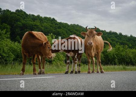 Troupeau sur la route dans le village russe dans les montagnes. Concept de l'industrie agricole. Trois vaches marron et rouge restent sur la route en été. Vue grand angle avant Banque D'Images