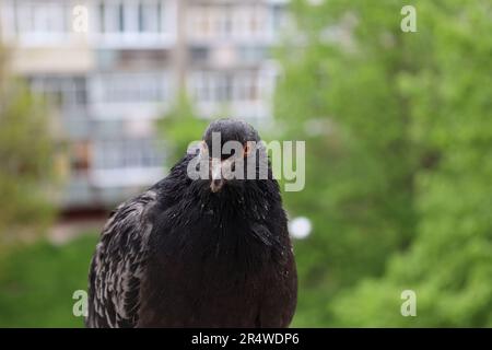 Pigeon gros plan portrait, oiseau sur la fenêtre, jour ensoleillé, pigeon beau portrait, pigeons yeux en macro Banque D'Images