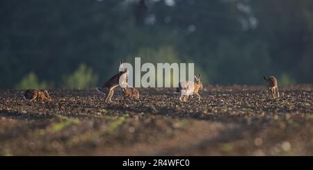 Cinq lièvres brunes sauvages ( Lepus europaeus) dans la lumière dorée du lever du soleil. Pourchassant et boxe sur les agriculteurs nouvellement forés champ de betterave à sucre . Suffolk, Royaume-Uni Banque D'Images