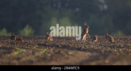 Cinq lièvres brunes sauvages ( Lepus europaeus) dans la lumière dorée du lever du soleil. Pourchassant et boxe sur les agriculteurs nouvellement forés champ de betterave à sucre . Suffolk, Royaume-Uni Banque D'Images