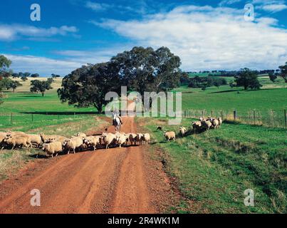 Australie. Nouvelle-Galles du Sud. Tables centrales. Troupeau de moutons et d'hommes à cheval. Banque D'Images