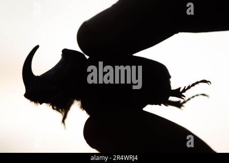 Coléoptère de rhinocéros, coléoptère d'Hercules, coléoptère d'Unicorn, coléoptère d'Horned, mâle en main sur fond blanc. Insecte sur fond blanc. Livre rouge de l'insecte Banque D'Images