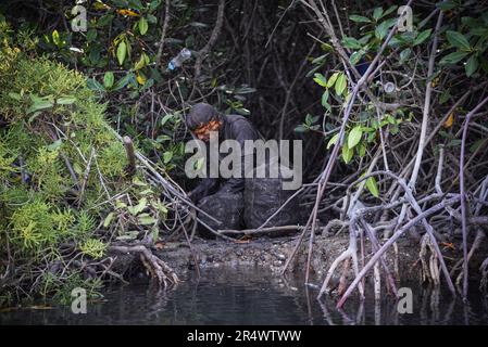 Nicolas Remene / le Pictorium - Sanctuaire national de mangrove de Tumbes - 24/10/2018 - Pérou / Tumbes / ? Zarumilla ? - Manglares de Tumbes, dans la région de Tumbes au Pérou, le 24 octobre 2018. Situé dans la province de Zarimilla et bordant l'Équateur, il s'agit d'une zone naturelle protégée qui abrite la plus grande forêt de mangroves du Pérou. Banque D'Images