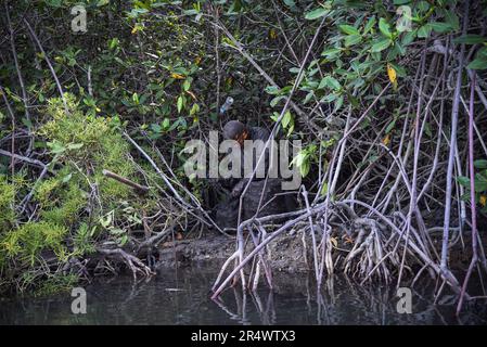 Nicolas Remene / le Pictorium - Sanctuaire national de mangrove de Tumbes - 24/10/2018 - Pérou / Tumbes / ? Zarumilla ? - Manglares de Tumbes, dans la région de Tumbes au Pérou, le 24 octobre 2018. Situé dans la province de Zarimilla et bordant l'Équateur, il s'agit d'une zone naturelle protégée qui abrite la plus grande forêt de mangroves du Pérou. Banque D'Images