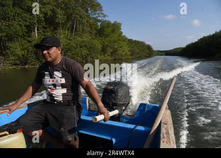 Nicolas Remene / le Pictorium - Sanctuaire national de mangrove de Tumbes - 24/10/2018 - Pérou / Tumbes / ? Zarumilla ? - Le sanctuaire national de Los Manglares de Tumbes dans la région de Tumbes au Pérou sur 24 octobre 2018. Situé dans la province de Zarimilla et bordant l'Équateur, il s'agit d'une zone naturelle protégée qui abrite la plus grande forêt de mangroves du Pérou. Banque D'Images