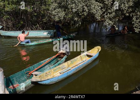 Nicolas Remene / le Pictorium - Sanctuaire national de mangrove de Tumbes - 24/10/2018 - Pérou / Tumbes / ? Zarumilla ? - Le sanctuaire national de Los Manglares de Tumbes dans la région de Tumbes au Pérou sur 24 octobre 2018. Situé dans la province de Zarimilla et bordant l'Équateur, il s'agit d'une zone naturelle protégée qui abrite la plus grande forêt de mangroves du Pérou. Banque D'Images