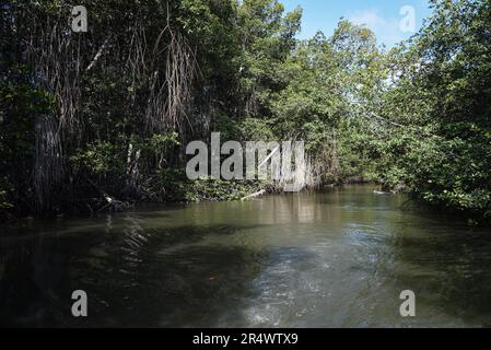 Nicolas Remene / le Pictorium - Sanctuaire national de mangrove de Tumbes - 24/10/2018 - Pérou / Tumbes / ? Zarumilla ? - Le sanctuaire national de Los Manglares de Tumbes dans la région de Tumbes au Pérou sur 24 octobre 2018. Situé dans la province de Zarimilla et bordant l'Équateur, il s'agit d'une zone naturelle protégée qui abrite la plus grande forêt de mangroves du Pérou. Banque D'Images