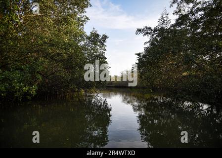 Nicolas Remene / le Pictorium - Sanctuaire national de mangrove de Tumbes - 24/10/2018 - Pérou / Tumbes / ? Zarumilla ? - Le sanctuaire national de Los Manglares de Tumbes dans la région de Tumbes au Pérou sur 24 octobre 2018. Situé dans la province de Zarimilla et bordant l'Équateur, il s'agit d'une zone naturelle protégée qui abrite la plus grande forêt de mangroves du Pérou. Banque D'Images