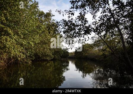 Nicolas Remene / le Pictorium - Sanctuaire national de mangrove de Tumbes - 24/10/2018 - Pérou / Tumbes / ? Zarumilla ? - Le sanctuaire national de Los Manglares de Tumbes dans la région de Tumbes au Pérou sur 24 octobre 2018. Situé dans la province de Zarimilla et bordant l'Équateur, il s'agit d'une zone naturelle protégée qui abrite la plus grande forêt de mangroves du Pérou. Banque D'Images