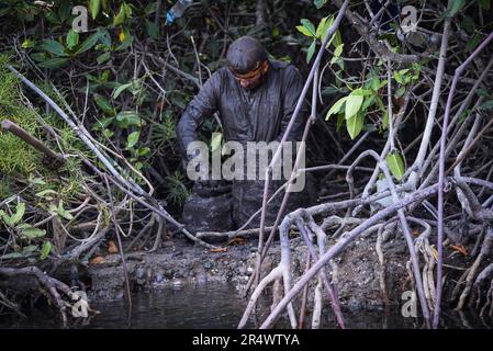 Nicolas Remene / le Pictorium - Sanctuaire national de mangrove de Tumbes - 24/10/2018 - Pérou / Tumbes / ? Zarumilla ? - Manglares de Tumbes, dans la région de Tumbes au Pérou, le 24 octobre 2018. Situé dans la province de Zarimilla et bordant l'Équateur, il s'agit d'une zone naturelle protégée qui abrite la plus grande forêt de mangroves du Pérou. Banque D'Images