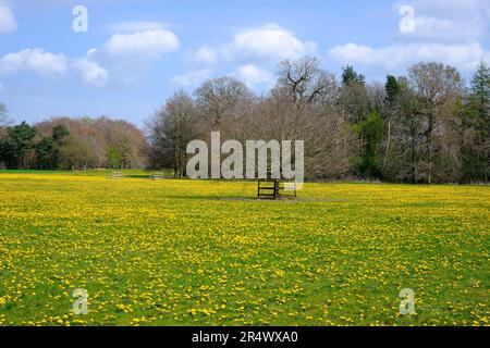 fleurs de pissenlit jaune dans un pré, blickling, norfolk, angleterre Banque D'Images