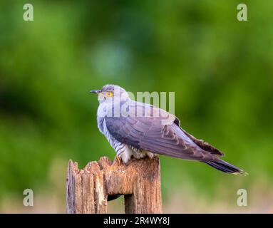 Femelle Cuckoo, (Cuculus canorus) également connu sous le nom de Cuckoo commun, perchée sur une clôture en bois Banque D'Images