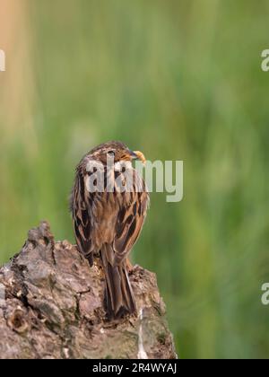 Un jeune Bunting de roseau, (Emberiza schoeniclus), avec un ver de méalse dans son bec et perché sur une bûche au milieu d'une longue herbe Banque D'Images