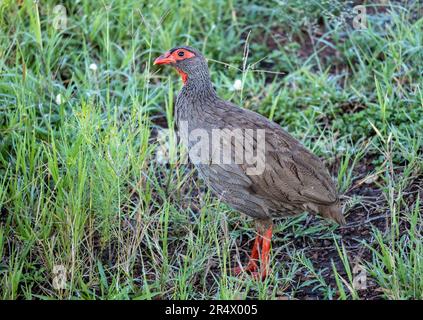 Un Spurfowin à col rouge (Pternistis afer) en herbe verte. Kenya, Afrique. Banque D'Images