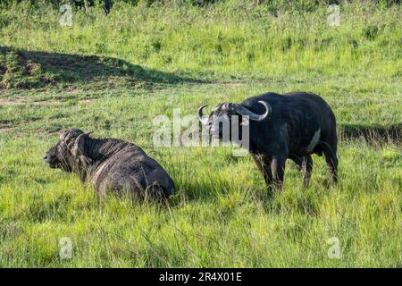 Deux mâles Africa Buffaloes (Syncerus caffer) sur herbe verte. Parc national de Maasai Mara, Kenya, Afrique. Banque D'Images