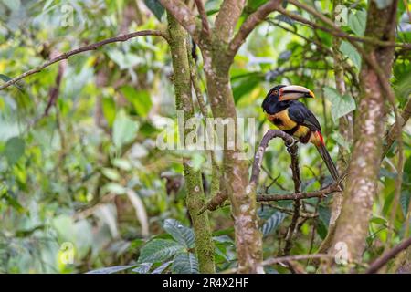 Aracari à bec pâle ou Aracari à bec grêle (Pteroglossus erythropygius), Forêt nuageuse de Mindo, Équateur. Banque D'Images