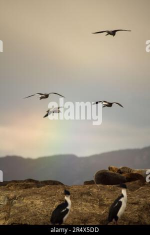 Cormorans perchés sur un îlot dans le chenal Beagle Banque D'Images