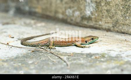 Lézard libanais, Phoenicolacerta laevis Banque D'Images