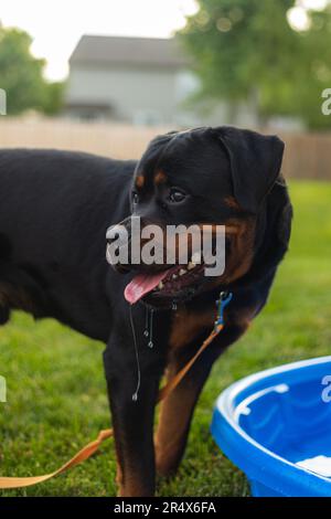 Puppy allemand Rottweiler Banque D'Images