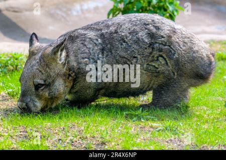 wombat, wombat à nez poilu du sud, lasiorhinus latifrons Banque D'Images