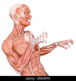 les cartes de muscle moyen d'homme fait une posture d'halloween vue rapprochée, 3d illustration Banque D'Images