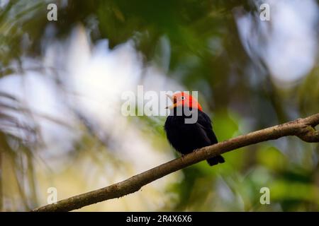 Manakin à capuchon rouge (Ceratopipra mentalis) dans la forêt tropicale de Boca Tapada, au Costa Rica. Banque D'Images