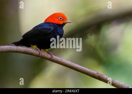 Manakin à capuchon rouge (Ceratopipra mentalis) dans la forêt tropicale de Boca Tapada, au Costa Rica. Banque D'Images