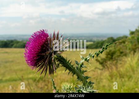 Gros plan d'une fleur rose en fleur dans la campagne ; Ravensworth, North Yorkshire, Angleterre Banque D'Images