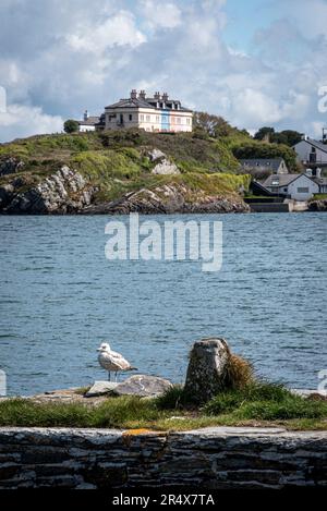 Mouette (Larinae) debout sur le rivage avec des chalets de garde-côtes en arrière-plan sur les falaises de Crookhaven le long du rivage de Mizen Head Banque D'Images