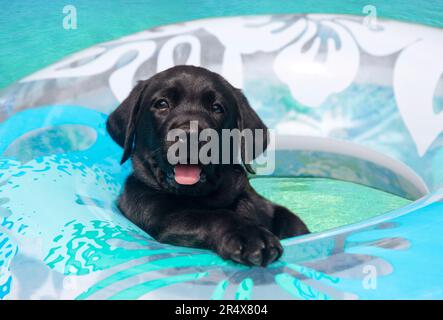 Portrait en gros plan d'un chiot noir Labrador retriever (Canis lupus familiaris) restant à flot dans une chambre à air dans une eau turquoise Banque D'Images