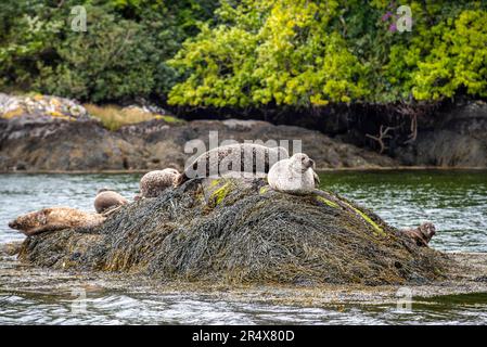 Un groupe de phoques communs (Phoca vitulina) reposant sur des algues a recouvert les roches sur le rivage de l'île Garnish dans la baie de Bantry ; West Cork, Irlande Banque D'Images