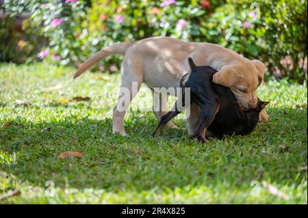 Deux chiens se chassant l'un l'autre sur fond d'herbe verte Banque D'Images