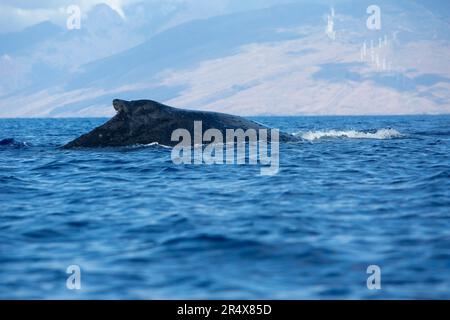 Gros plan de la nageoire dorsale et du dos d'un rorqual à bosse (Megaptera Novaeangliae) faisant surface dans l'océan Pacifique Banque D'Images
