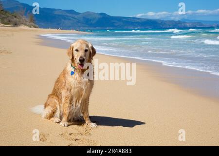 Portrait d'un Golden Retriever souriant (Canis lupus familiaris) sur la plage de Baldwin sur la rive nord de Maui près de Paia Banque D'Images