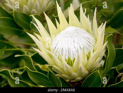 Gros plan d'un Protea roi blanc (Protea cynaroides) ; Maui, Hawaï, États-Unis d'Amérique Banque D'Images