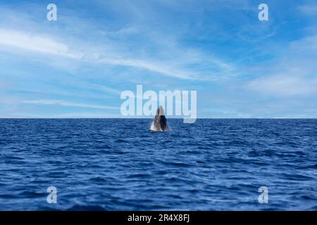 Baleine à bosse (Megaptera Novaeangliae) qui sort de l'océan Pacifique le long de la côte de l'île de Maui Banque D'Images