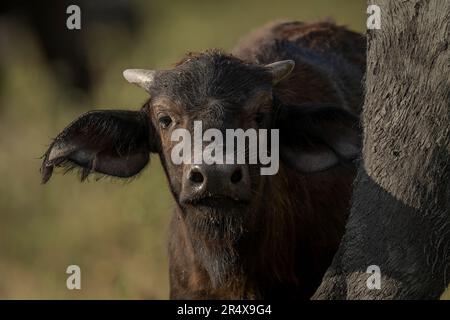 Gros plan de la caméra de surveillance du Cap Buffalo (Syncerus caffer) dans le parc national de Chobe ; Botswana Banque D'Images