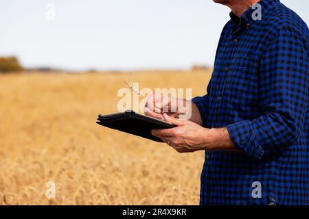 Agriculteur utilisant un comprimé pour gérer sa récolte tout en se tenant dans un champ de grains complètement mûris et en vérifiant l'état des têtes de blé Banque D'Images