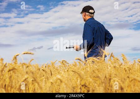 Agriculteur utilisant un comprimé pour gérer sa récolte dans un champ de céréales entièrement mûri; Alcomdale, Alberta, Canada Banque D'Images