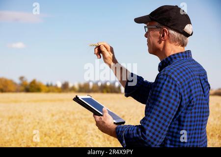 Agriculteur utilisant un comprimé pour gérer sa récolte tout en se tenant dans un champ de grains complètement mûris et en vérifiant l'état des têtes de blé Banque D'Images
