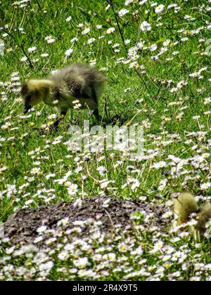 Bernache du Canada / gosling, Branta canadensis, au beau soleil de printemps du Parc floral de Paris, France Banque D'Images