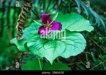Fleur de Trillium de l'Ouest Banque D'Images