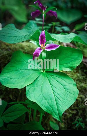 Fleur de Trillium de l'Ouest Banque D'Images