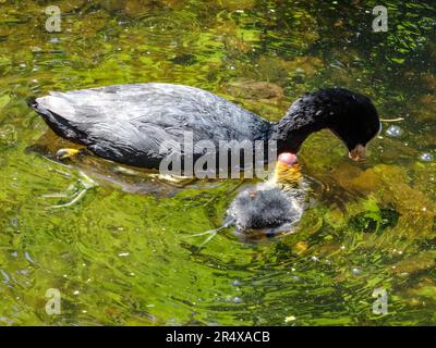 Cuisine dans le plan d'eau du Parc floral de Paris, France. Faune naturelle dans un environnement urbain Banque D'Images