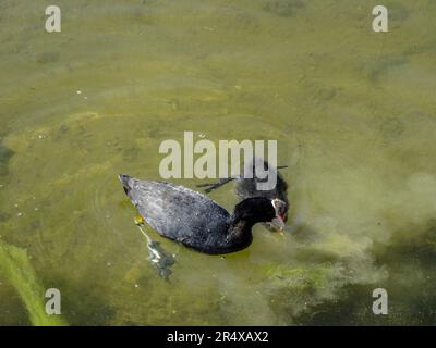 Cuisine dans le plan d'eau du Parc floral de Paris, France. Faune naturelle dans un environnement urbain Banque D'Images