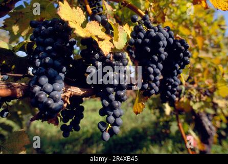 Raisins noirs poussant sur une vigne dans la vallée de Napa en Californie, États-Unis ; Napa, Californie, États-Unis d'Amérique Banque D'Images